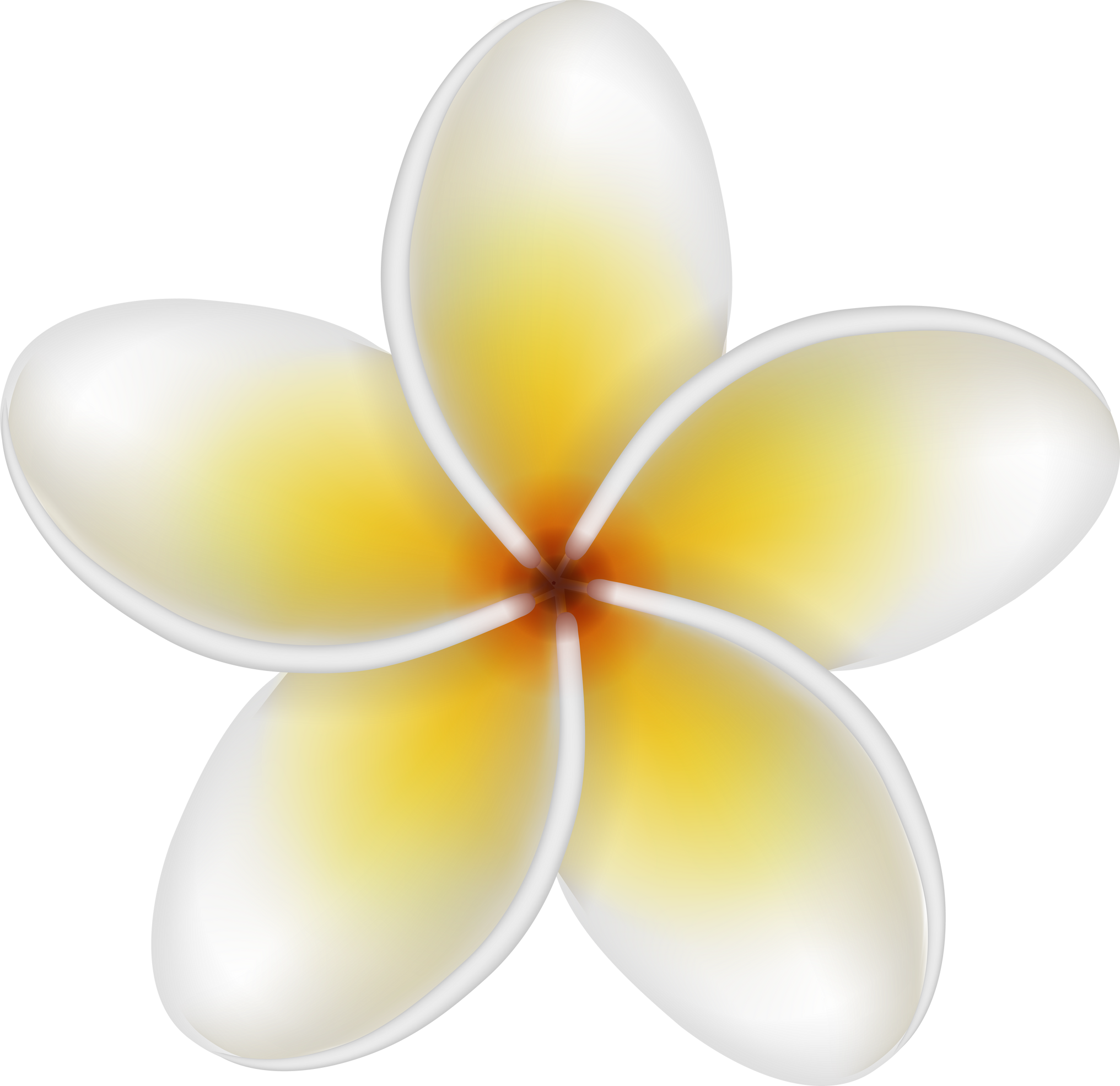 plumeria flower. frangipani. tropical flower